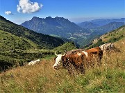 26 Mucche al pascolo con vista in Alben